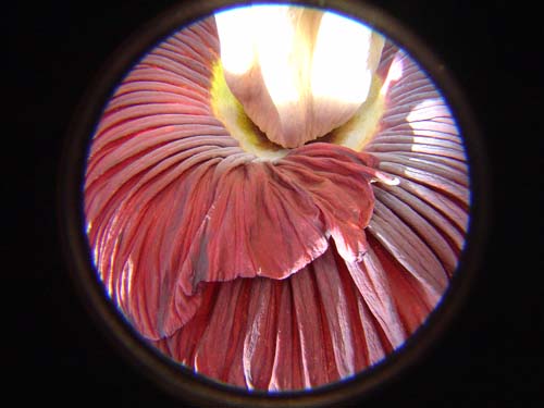 SFFlower15