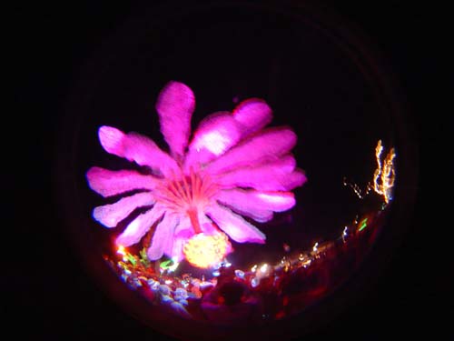 DSC06029