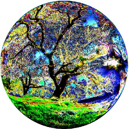Tree_color_jacob-web